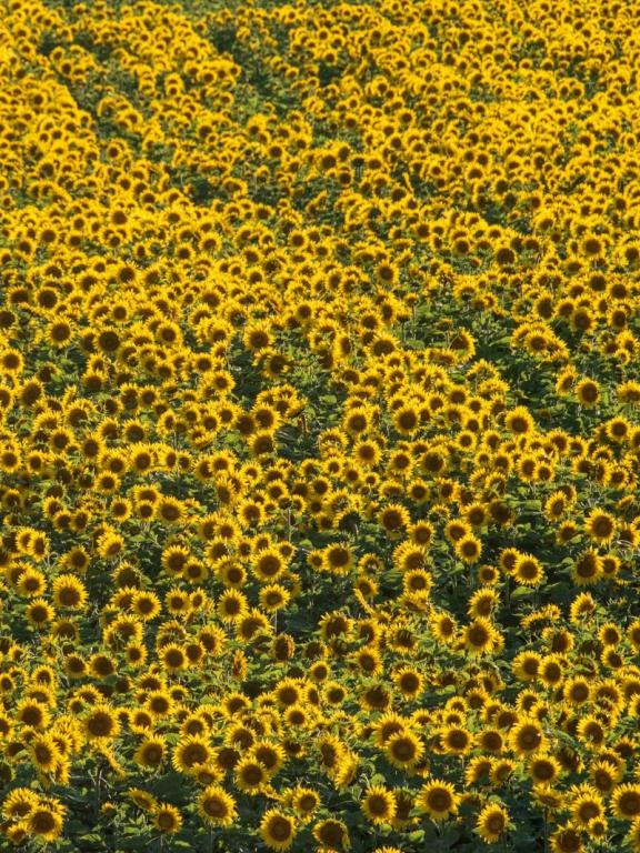 Tournesols